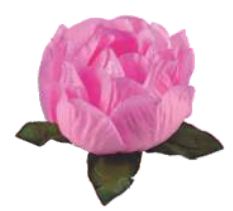 Forma Bela Rosa Claro 40 Unidades