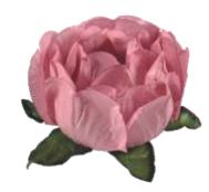 Forma Bela Rosa Seco 40 Unidades