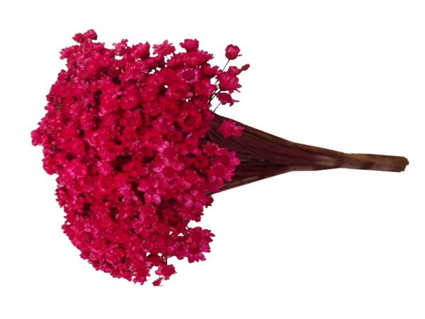 Desidratado Sempre Viva Pink Unidade (Mao)