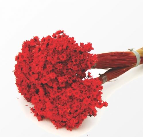 Desidratado Sempre Viva Vermelho Unidade (Mao)