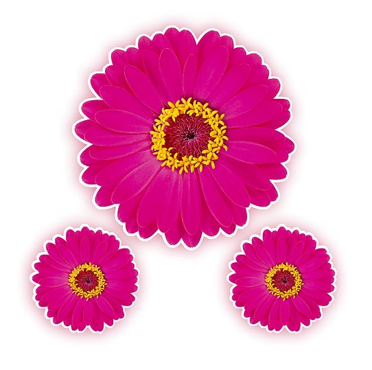 Kit Festana Flor Rosa 03 Unidades